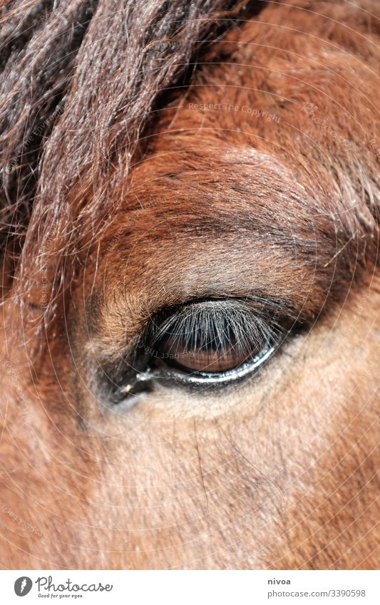 Pferdeauge Island Ponys Detailaufnahme Auge Tier Farbfoto Außenaufnahme Tag 1 Tierporträt Nutztier Menschenleer Mähne Wildtier natürlich Natur stehen warten