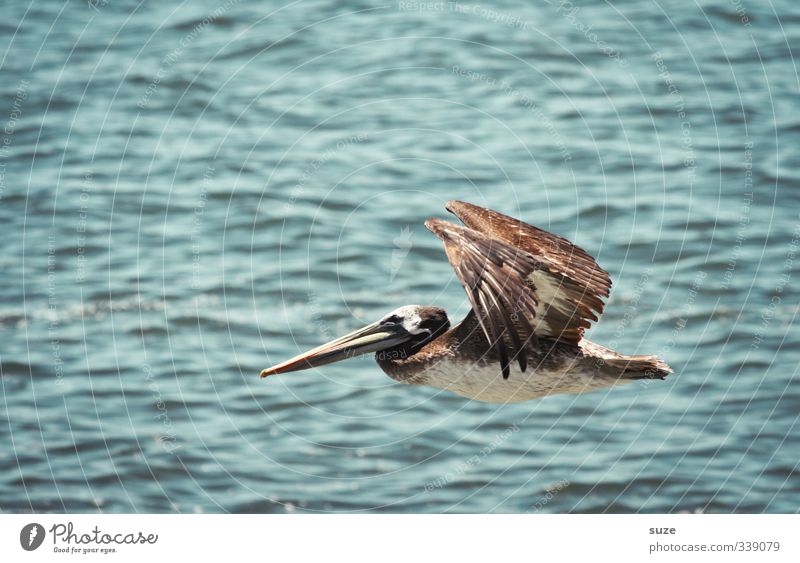 Jumbojet exotisch Ferien & Urlaub & Reisen Sommer Umwelt Natur Tier Urelemente Luft Klima Schönes Wetter Wildtier Vogel 1 fliegen außergewöhnlich blau Pelikan