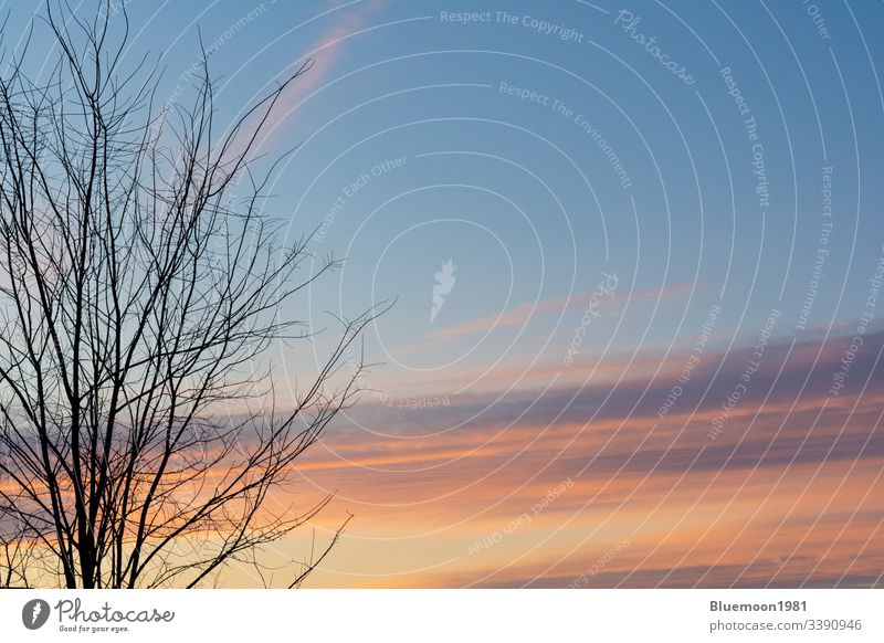 Baumsilhouette verzweigt sich im Vordergrund mit schönen frühmorgendlichen Wolken am Himmel Pastellfarben orange Niederlassungen Silhouette strömen Antenne