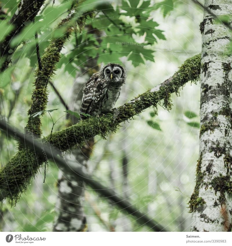 Schräger Kauz kauz Eule vogel Raubtier Stufe Tierportrait schräg zottelig Flecken Nordamerika Amerika Wald baum äste Natur Flora Fauna Lebewesen federn Birken