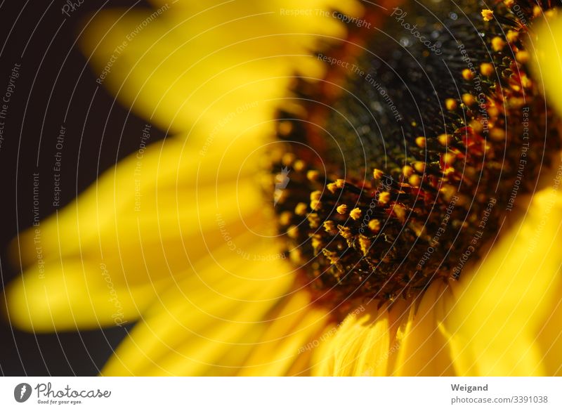 Sonnenblume Blume Samen Sommer gelb Pflanze Außenaufnahme Blüte Detailaufnahme