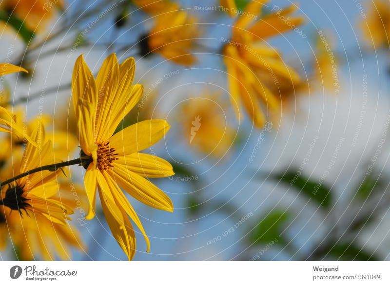 Gelbe Blume Blüte gelb Pflanze Nahaufnahme Natur Blütenblatt