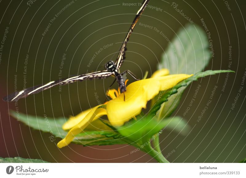 Anmut Natur Pflanze Tier Blume Gras Sträucher Blatt Blüte Wildpflanze Garten Park Wiese Wildtier Schmetterling Flügel 1 fliegen sitzen ästhetisch