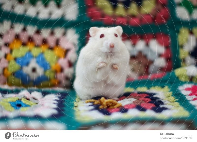 Luna | Patchwork Tier Haustier Tiergesicht Fell Pfote 1 sitzen niedlich blau braun grün orange rot türkis weiß Hamster Albino mehrfarbig schön Farbfoto