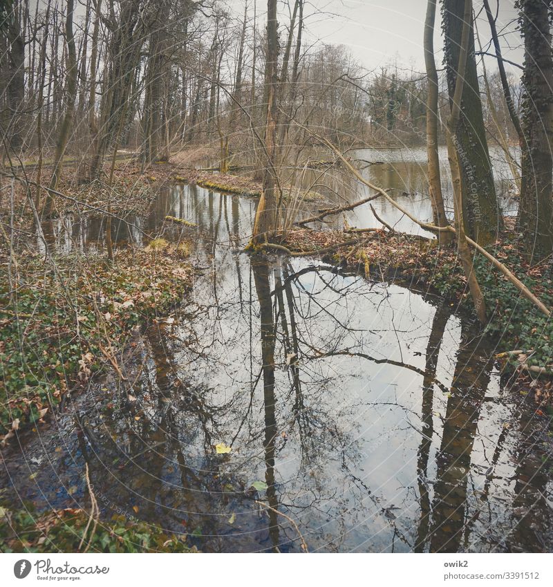 Alter Weiher Natur Wasser draußen Teich Bäume Außenaufnahme Menschenleer Farbfoto Pflanze Himmel Umwelt Wald Reflexion & Spiegelung Licht Seeufer Sträucher