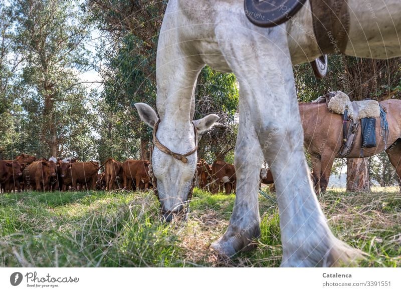 Ein  grasendes Pferd steht im Vordergrund, im Schatten der Eukalyptusbäume wartet geduldig eine Rinderherde draußen Natur Sommer Umwelt Landschaft grün Baum