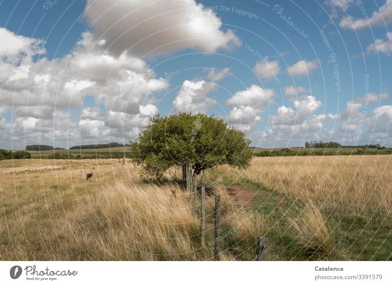 Ein Baum wächst am Weidezaun im Grasland, Schäfchenwolken ziehen am Himmel, ein Hund läuft vorbei, es ist Sommer Zaun Pampa Pflanze Horizont Wolken Landschaft