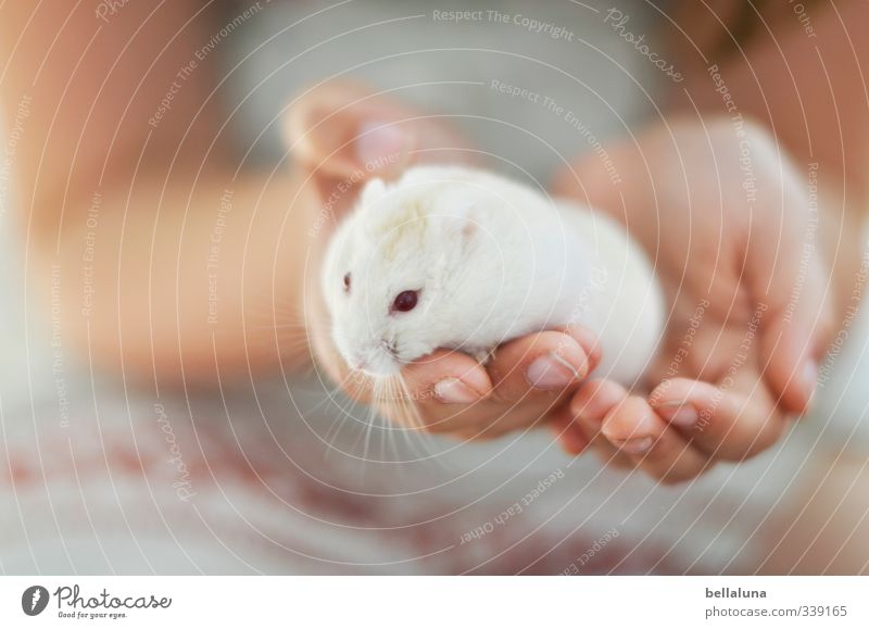 Luna | flauschig Mensch feminin Kind Mädchen Kindheit Leben Arme Hand 1 8-13 Jahre Tier Haustier Tiergesicht Fell Pfote krabbeln laufen kuschlig klein natürlich