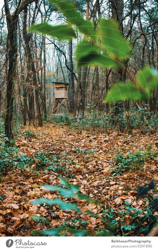 Hochsitz im Wald (stimmungsvoll) Nebel herbstlich Herbst Laubwald laub Pflanzen feucht Farbe Blätter Umwelt Natur Freiheit Atmosphäre kühl und feucht romantisch