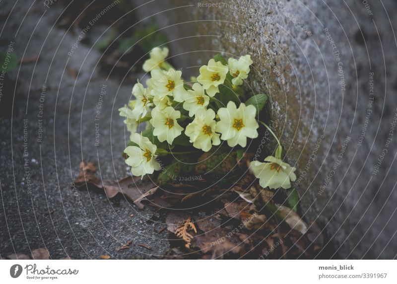 Schlüsselblumen am Asphalt Schlüsselblumengewächse schlüsselblume Blume Frühling Blüte Farbfoto Nahaufnahme Natur Außenaufnahme Pflanze Frühlingsgefühle