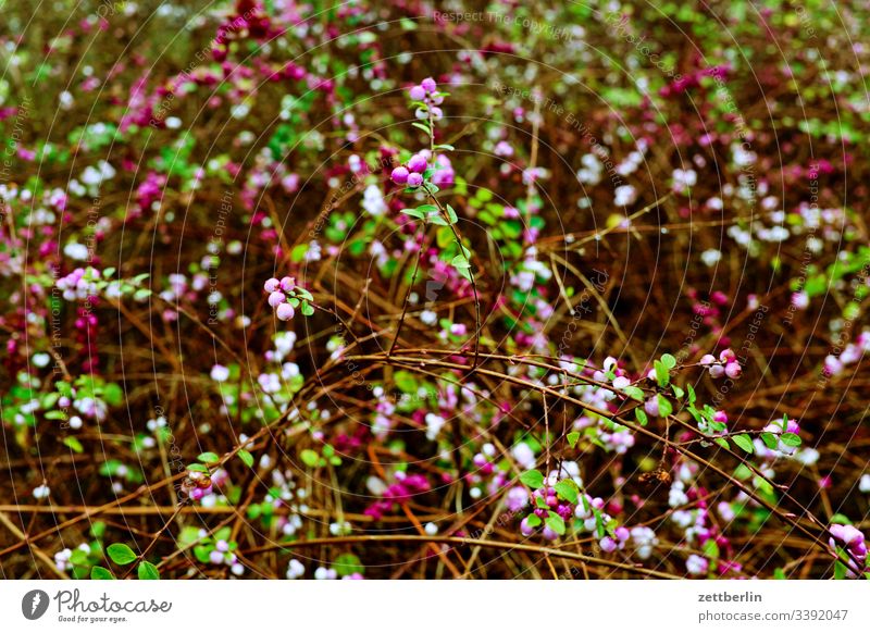 Hecke im Frühling garten hecke frühling frühjahr blüte blühen vegetation dickicht ast zweig hintergrund textfreiraum menschenleer frühblüher kleingarten