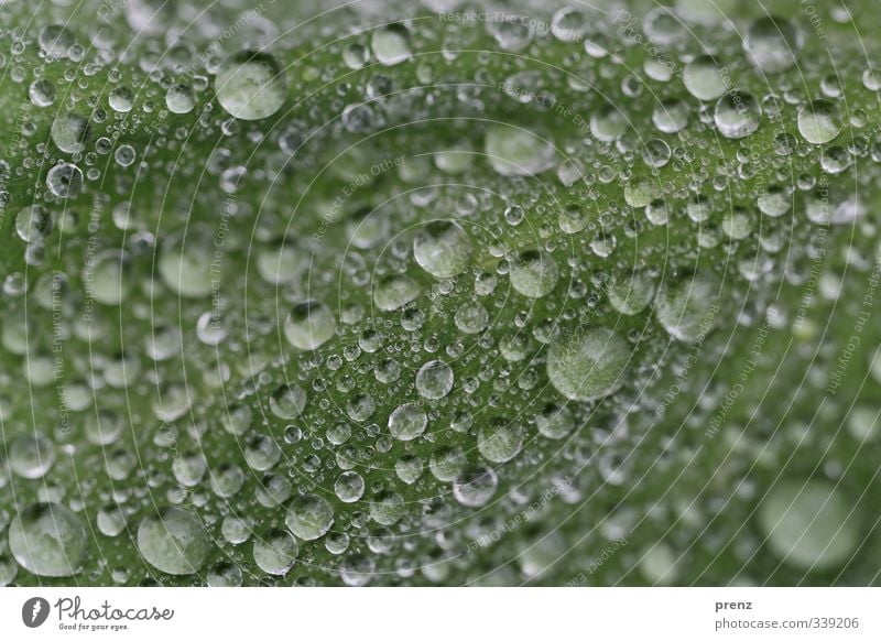 Tropfenlandschaft Umwelt Natur Wetter Regen Blatt grau grün viele Wassertropfen Farbfoto Außenaufnahme Nahaufnahme Makroaufnahme Strukturen & Formen