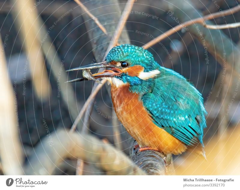 Eisvogel mit Fisch im Schnabel leuchtende Farben Detailaufnahme Natur Vogel Wildtier Tier Zweige u. Äste Flügel Gefieder Federn Auge Menschenleer