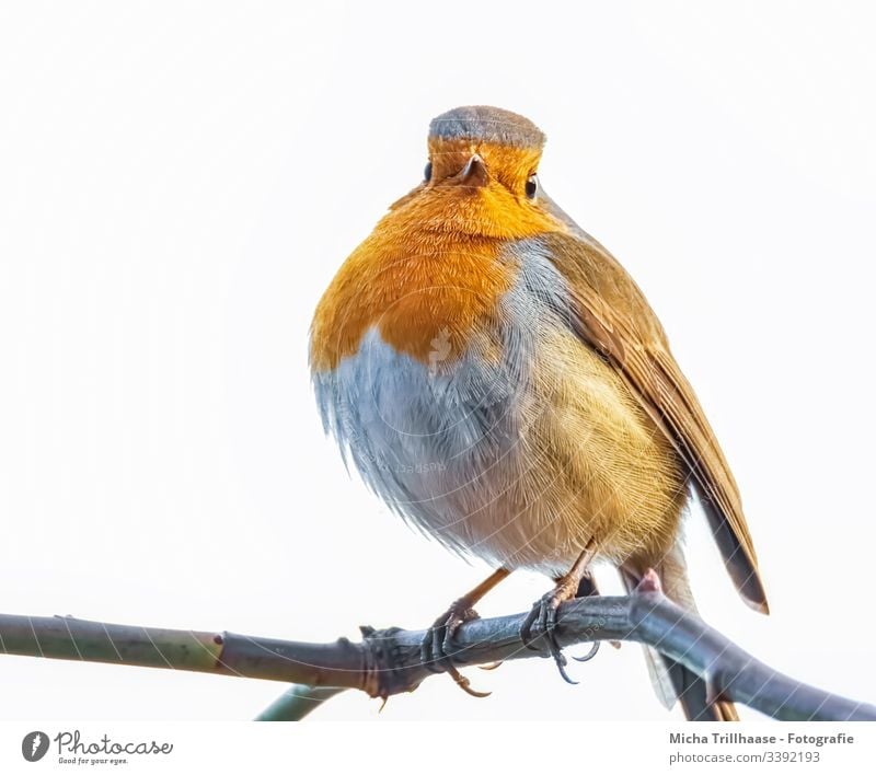 Rotkehlchen auf einem Zweig Tierporträt Blick nach vorn Blick in die Kamera Ganzkörperaufnahme Porträt Kontrast Schatten Licht Tag Textfreiraum unten