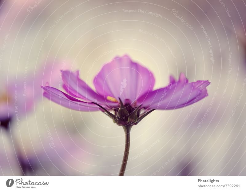 Cosmea - Schmuckkörbchen 2 Umwelt Natur Pflanze Sommer Blume Blüte Totale Garten Blühend Detailaufnahme Menschenleer Außenaufnahme Farbfoto Leben