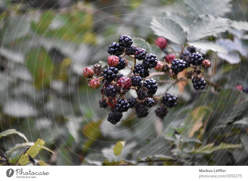 Zucker Süß obst essen Wald Natur Beerensträucher Blatt