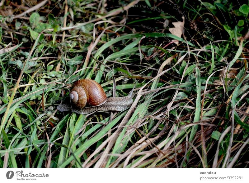 Schnecke bewegt sich durchs Gras Natur Tierwelt Weichtiere Gehäuseschnecke Schneckenhaus Fühler Boden Grashalme Fortbewegung kriechen langsam gemächlich grün