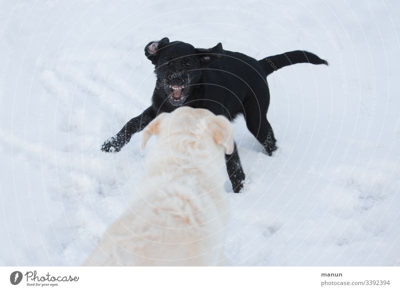 Zwei spielende Hunde im Schnee, bei denen ein kleiner schwarzer Welpe einen weißen Hund Zähne fletschend zum Spiel auffordert, was aggressiv aussieht, es aber nicht ist, weshalb der große weiße und ältere Hund dem Wildfang gelassen zuschaut