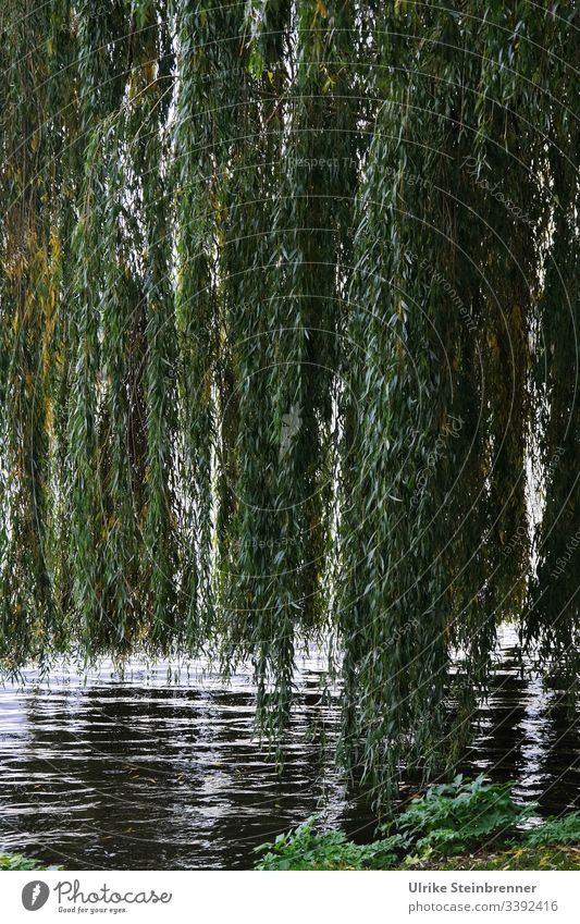 Tiefhängende Trauerweiden an der Alster | UT 10/2019 Hängeweide Weide Salix babylonica Park Parkanlage Erholung Ufer See Außenalster Hamburg Alsterufer Baum