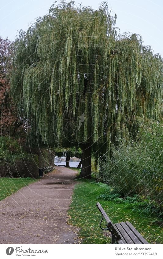 Tiefhängende Trauerweiden an der Alster | UT 10/2019 Hängeweide Weide Salix babylonica Spazierweg Park Parkanlage Bank Sitzbank Weg Erholung Ufer See