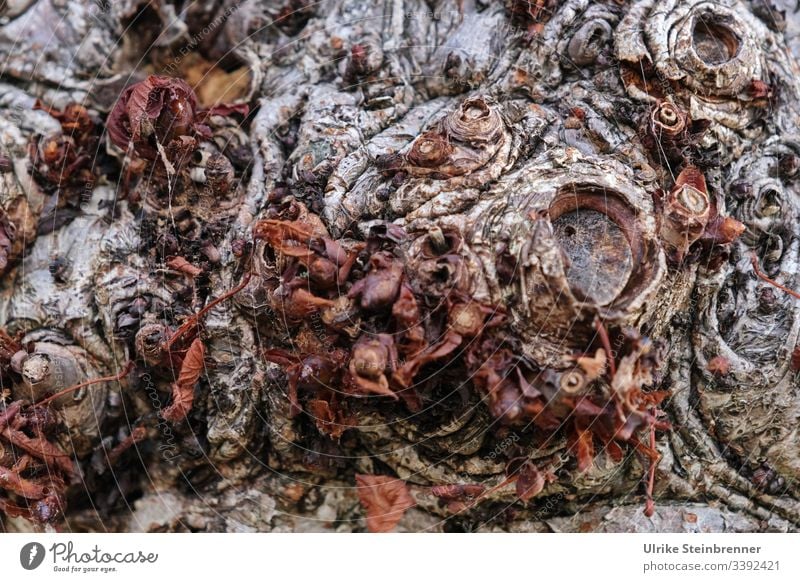 Alte Baumrinde Holz Rinde Wandel & Veränderung Zerstörung Umweltschutz Überleben Baumstamm Kraft Tod Trennung braun trocken trist natürlich dunkel gruselig