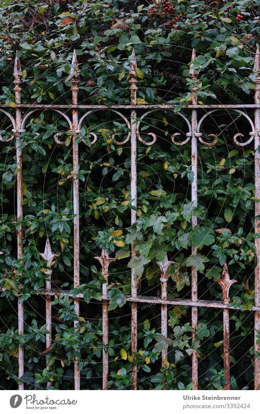 Alter schmiedeeiserner Gartenzaun vor grüner Hecke Zaun Schmiedeeisen alt dekorativ Spitze Metallzaun Strauch Busch Nostalgie nostalgisch Grenze Sicherheit