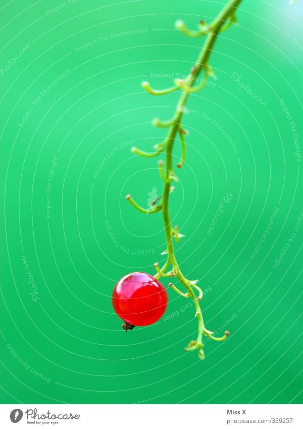 Eine Beere Lebensmittel Frucht Ernährung frisch Gesundheit lecker saftig sauer süß Beeren Johannisbeeren Beerensträucher Blüte 1 einzeln rot Gesunde Ernährung