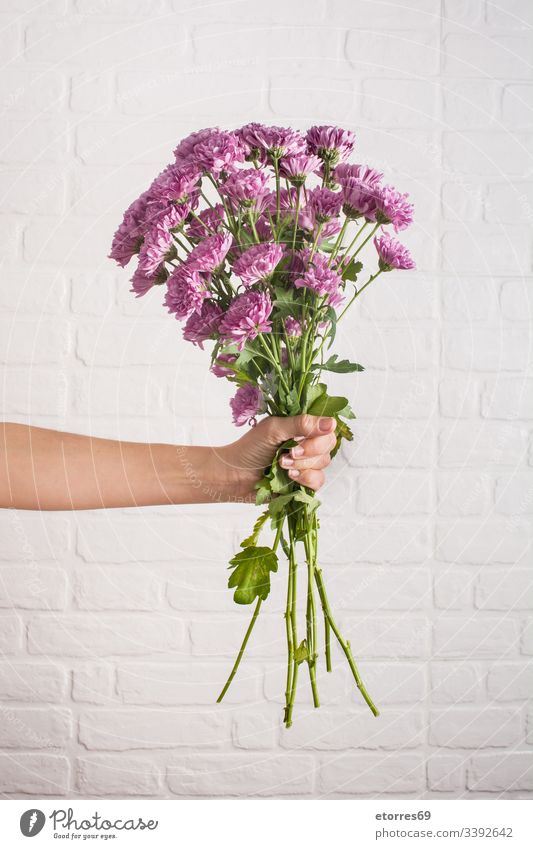 Frau mit einem Chrysanthemenstrauß in der Hand arome Hintergrund schön Blütezeit blau Farbe farbenfroh Gänseblümchen Tag Dekor Flora geblümt Blume geben grün