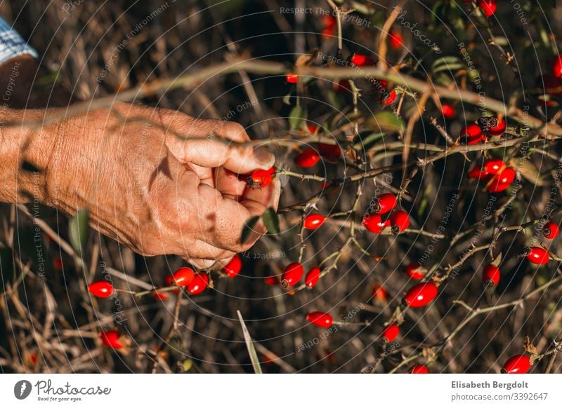 Hände beim Ernten von Hagebutten hagebutten Hand ernten Gartenarbeit garten draußen