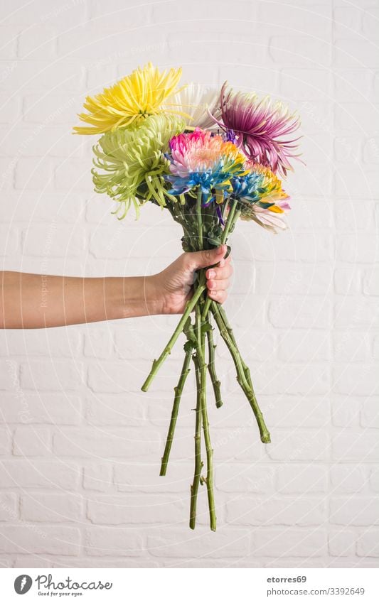 Frau, die einen Blumenstrauß in verschiedenen Farben hält arome Hintergrund schön Blütezeit blau Chrysantheme farbenfroh Gänseblümchen Tag Dekor Flora geblümt