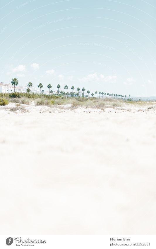 Palmenpromenade entlang des Strandes Handflächen Pflanzen Himmel Spazierweg Sand Düne Unterholz Natur Umwelt trocknen Stadt Gras aus Landschaft Tourismus