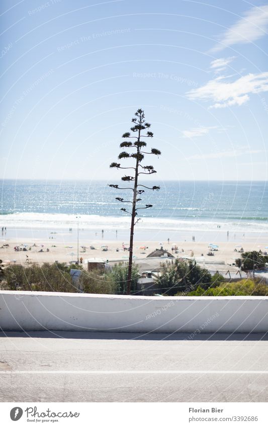 Küstenstraße mit Blick aufs Meer und mediterraner Fauna inspirierend reisen Auszeit südländisch Surfen perfekt malerisch Umwelt Lebensqualität Sommerurlaub