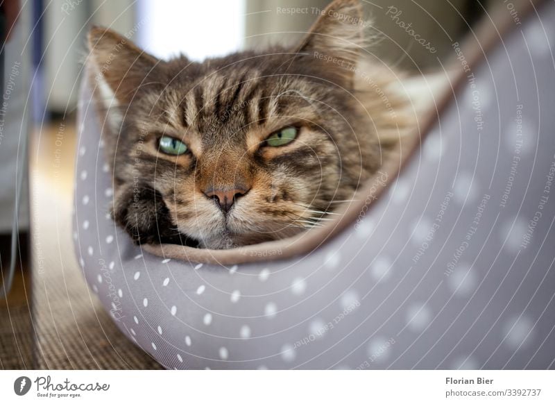 Hauskatze in seinem Körbchen Wachsamkeit warten Kater Skeptik skeptisch hören Katzenohr Katzenauge Katzenkopf Blick in die Kamera Pfote niedlich Tiergesicht