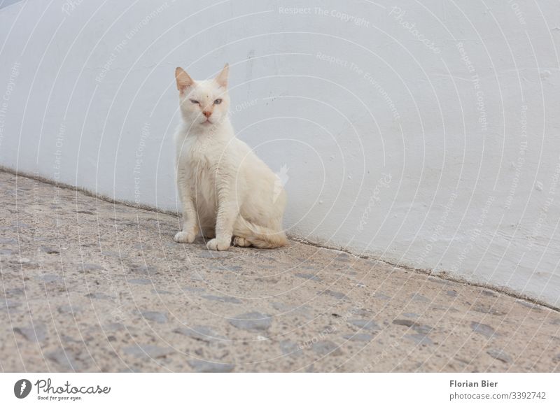 Straßenkatze in einem Dorf Tier Katze wild Herumtreiben freilebend Haustier Neugier beobachten Fell Blick Tiergesicht niedlich sitzen Pfote Blick in die Kamera