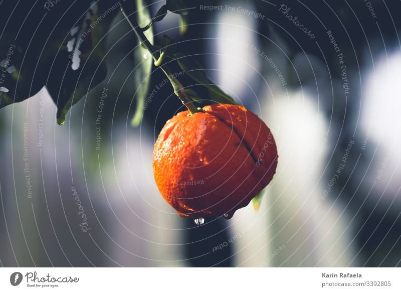 Frische Mandarine Frucht Farbfoto Lebensmittel Ernährung Gesunde Ernährung Gesundheit Vegetarische Ernährung Bioprodukte frisch lecker Menschenleer Vitamin