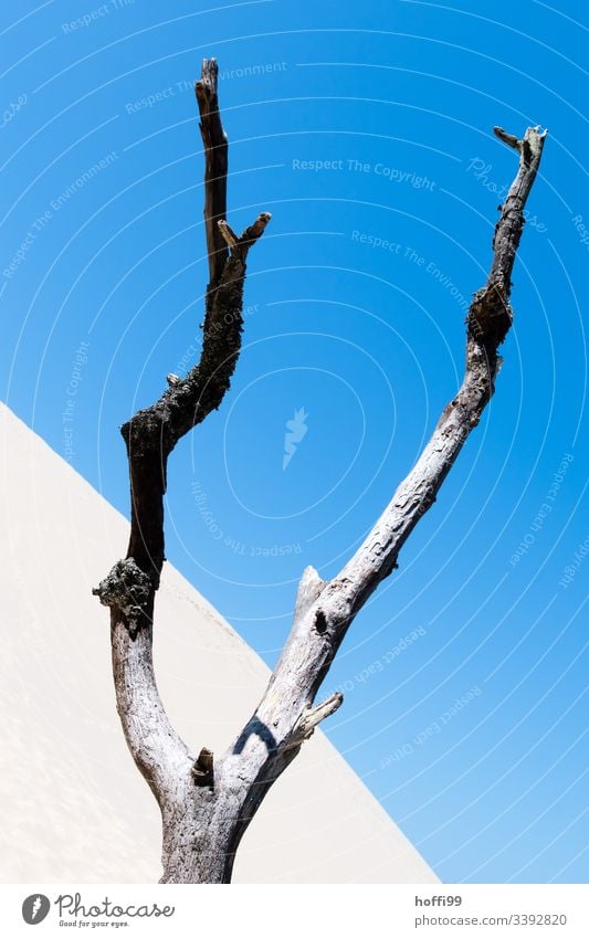 vertrockneter Baum in Wüste Dürre dürreperiode Wüstenpflanze Sand Sanddünen Blauer Himmel Sandverwehung Sandhaufen Diagonale Diagonale Linien minimalistisch