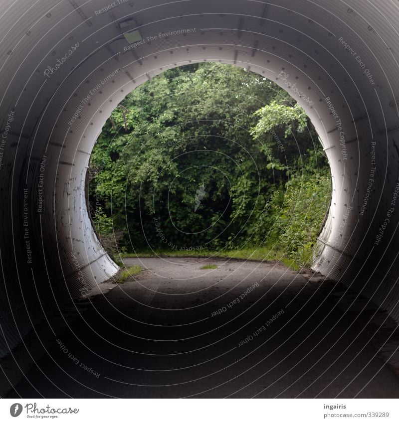 In die Röhre gucken! Natur Pflanze Baum Sträucher Tunnel Unterführung Straße Wege & Pfade Beton kalt rund grau grün schwarz Stimmung Neugier Schutz Röhren