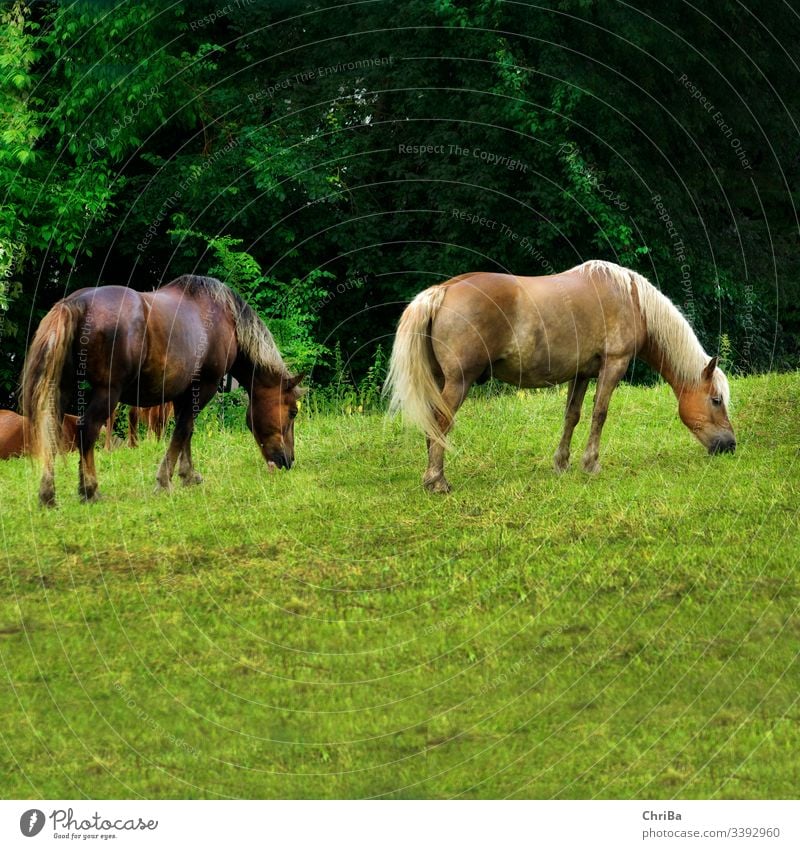 Haflinger und Schwarzwälderfuchs nach dem Regen auf der Koppel Pferd weide koppel regen gras sommer sommerregen hügel Gras Tier Weide Natur Fressen Mähne grün