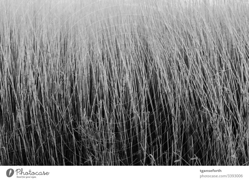 wehendes Reet reetgras gras Natur Wiese Nahaufnahme Detailaufnahme Halm Außenaufnahme Menschenleer Tag Umwelt natürlich Winter Pflanze