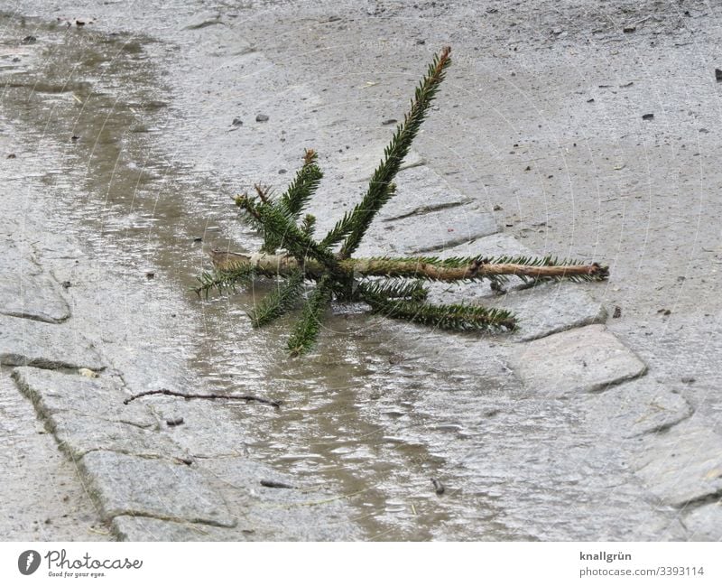 Tannenspitze in einem Tiergehege im Matsch liegend Tannenbaum Weihnachtsbaumspitze alt Menschenleer Winter Außenaufnahme Baum Farbfoto matschig