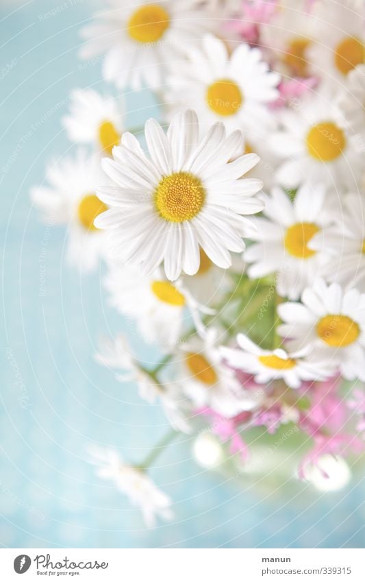 für's Gemüt Dekoration & Verzierung Natur Frühling Sommer Blume Blüte Wildpflanze Margerite Blumenstrauß Wiesenblume hell schön natürlich positiv Leichtigkeit