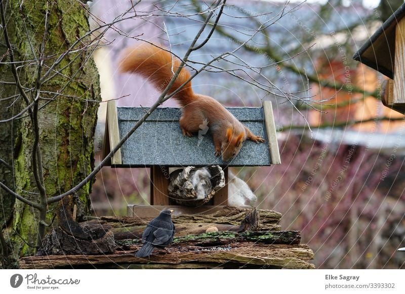 Erstaunte Tier Begegnung am Futterplatz Eichhörnchen & Amsel Menschenleer Farbfoto Tag