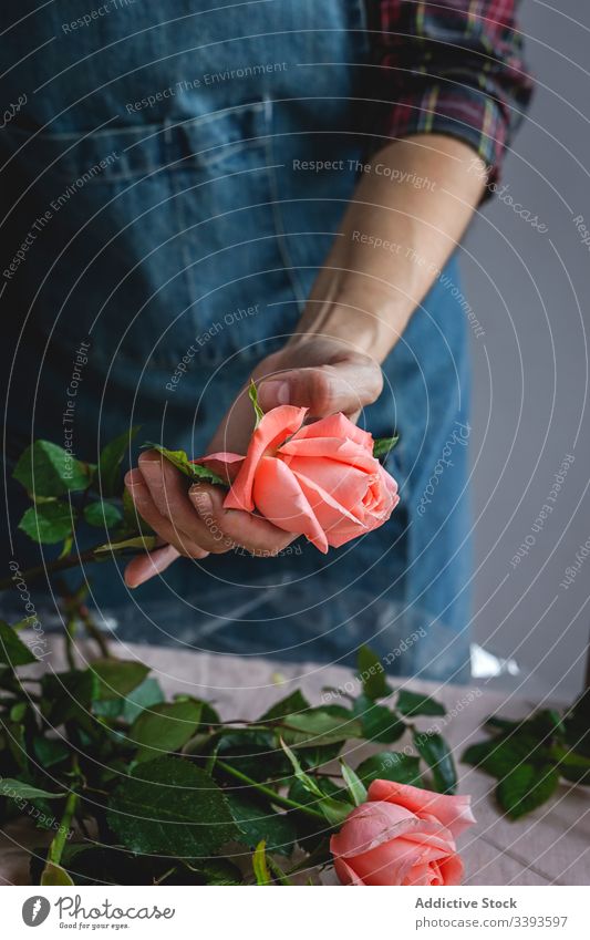 Nicht erkennbare weibliche Berufsfloristin, die Blumensträuße fertigt. Überstrahlung Hintergrund Besitzer Zusammensetzung schön Blumenstrauß kreativ geblümt