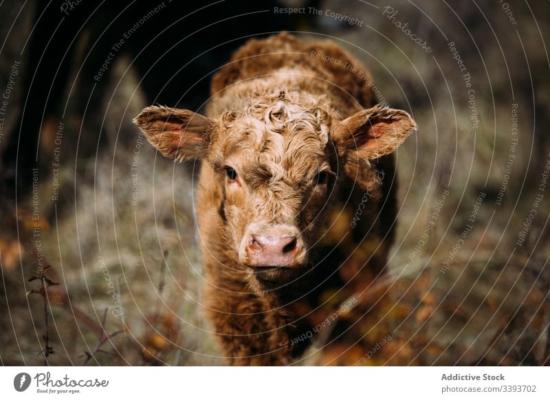 Braunes Kalb auf einer Wiese Natur Feld Säugetier ländlich niedlich Weide im Freien Rind Kuh Ackerbau Gras Ranch bovin grün heimisch Viehbestand Tier neugierig