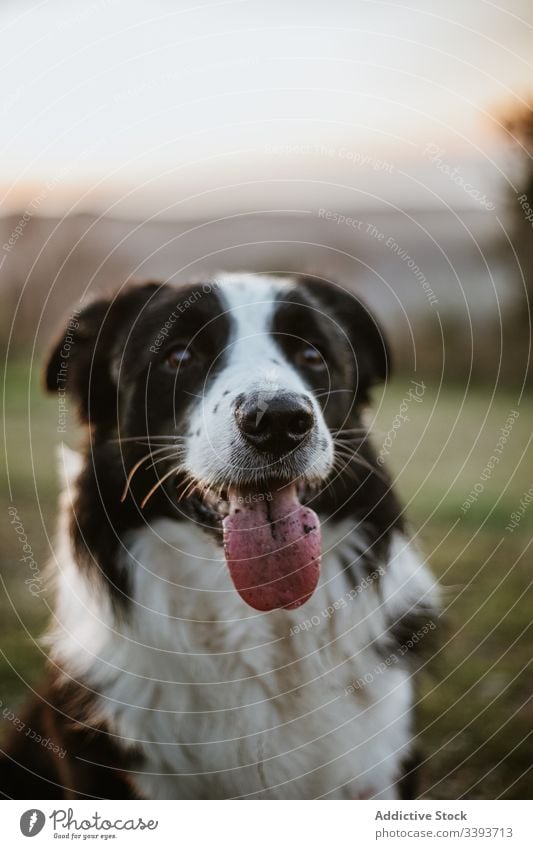 Glücklicher reinrassiger Hund genießt Spaziergang im Park genießen Reinrassig ausspannen Gras Haustier Eckzahn heimisch Freund Säugetier bezaubernd grün loyal