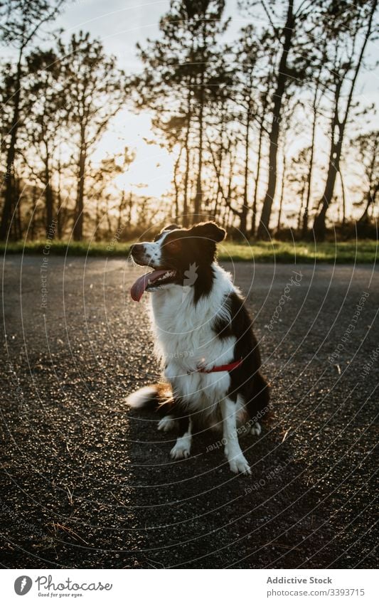 Liebenswerter Rassehund ruht sich auf der Straße aus Hund ruhen reinrassig Reinrassig Asphalt genießen Spaziergang Gras Haustier Eckzahn heimisch Freund