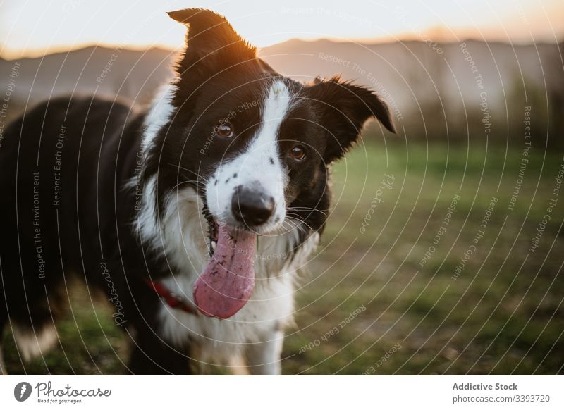 Glücklicher reinrassiger Hund genießt Spaziergang im Park genießen Reinrassig ausspannen Gras Haustier Eckzahn heimisch Freund Säugetier bezaubernd grün loyal