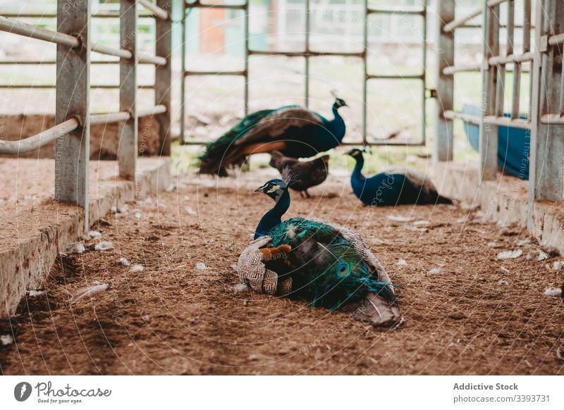 Anmutige Pfauen in Gehege im Zoo Vogel Zaun farbenfroh Feder Schwarm Tier Fauna Ornithologie natürlich Ökologie elegant heimisch Umwelt exotisch blau Tourismus