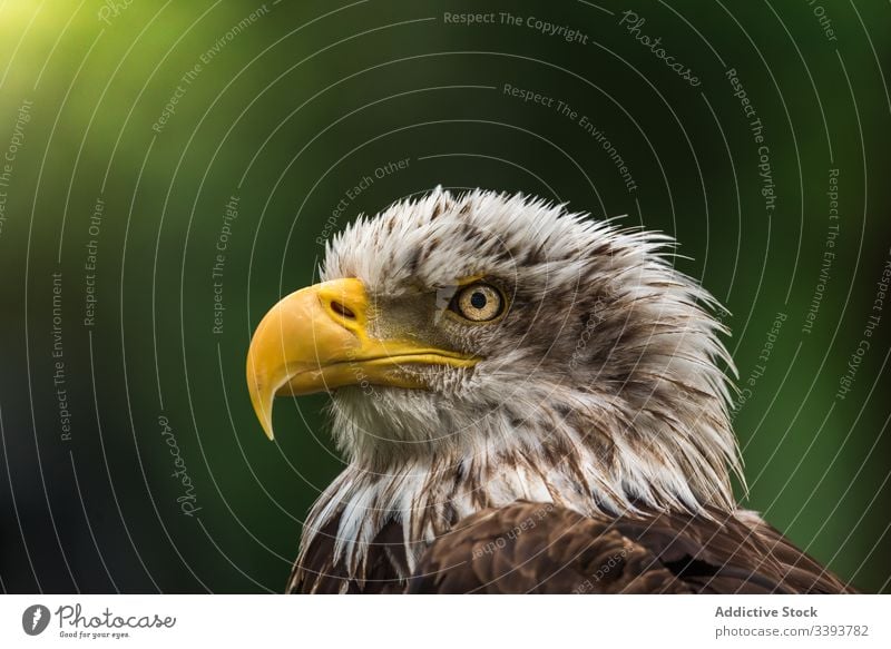 Starker Wildadler rastet am Sommertag Adler wild ruhen beobachten Umwelt Vogel Jäger Tierwelt Fauna Natur Raubtier Feder Lebensraum Bargeld Schnabel