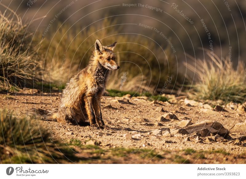 Wildtier im trockenen Gras im Herbst Tier wild Fuchs Natur Feld Landschaft Fauna Säugetier Fleischfresser ländlich Lebensraum neugierig Kreatur Umwelt Bargeld